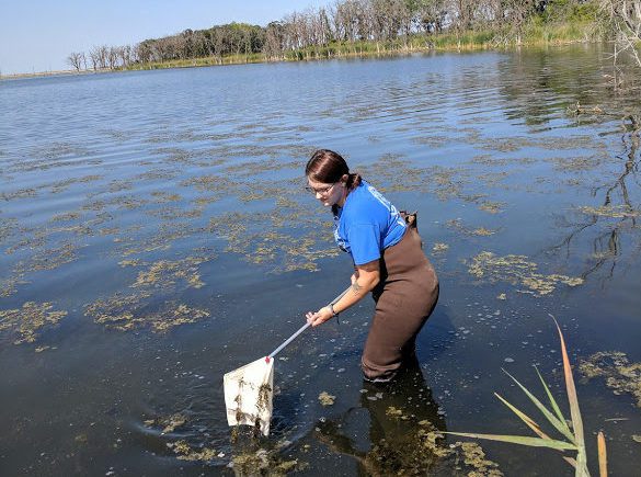 A woman collecting samples in a marsh.